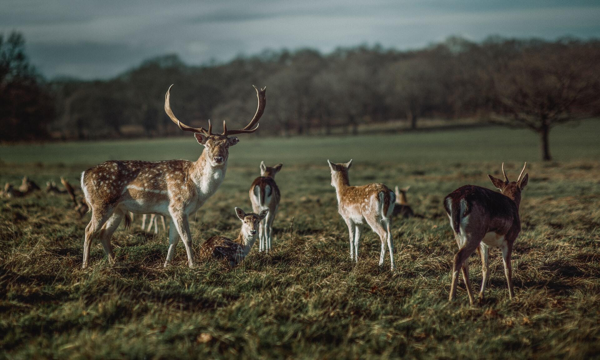 Richmond park