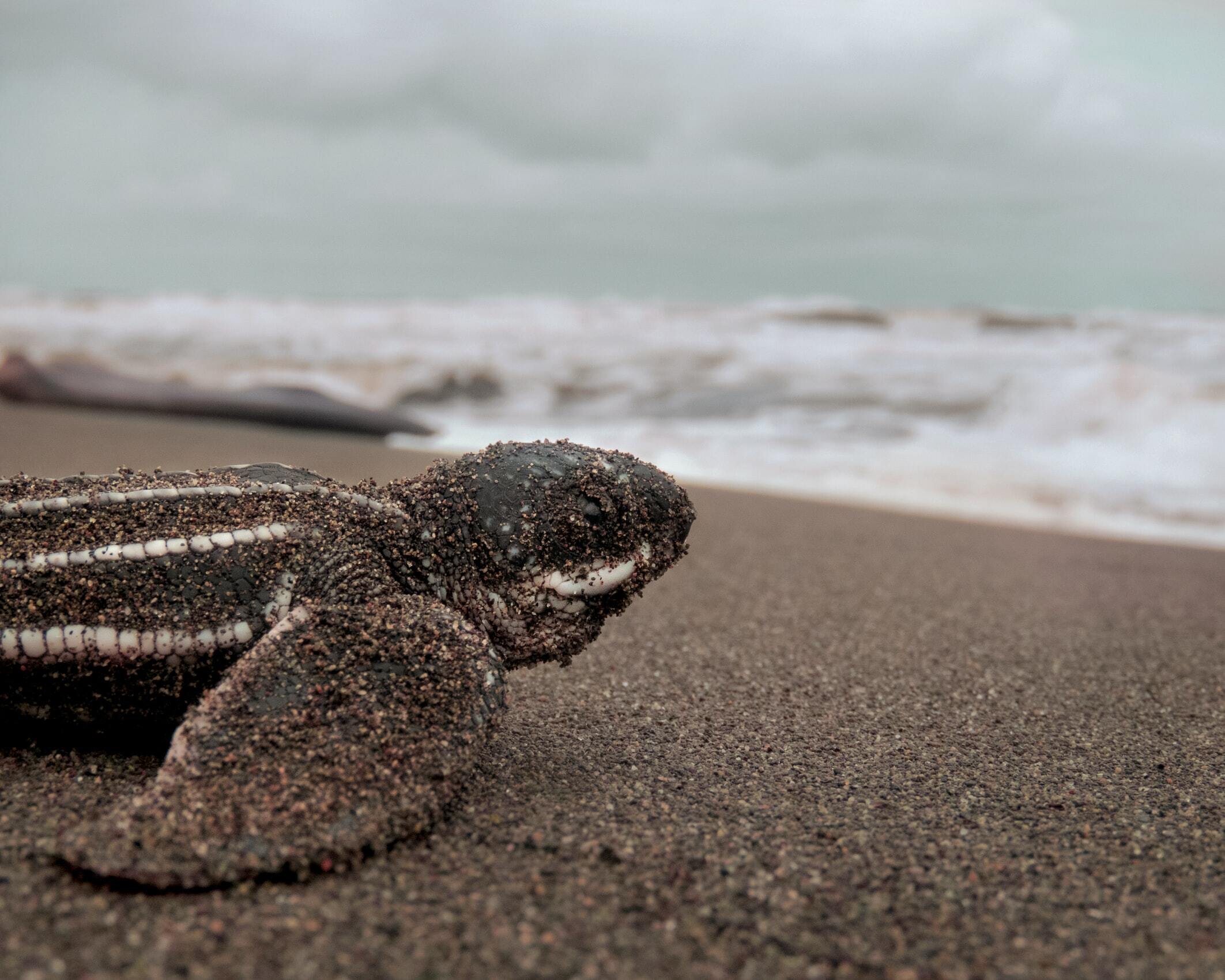 Leatherback Turtles VWFS