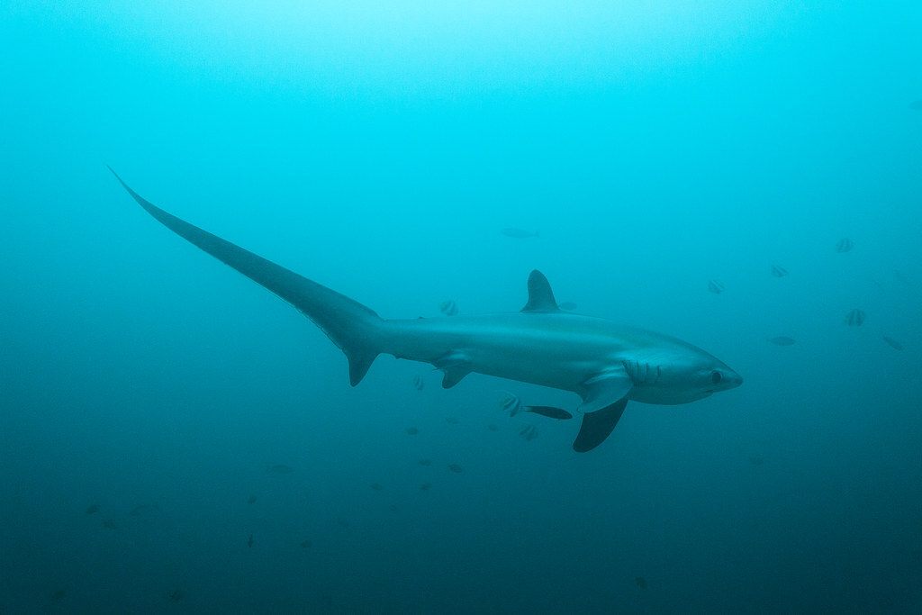 Thresher Sharks VWFS